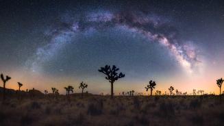 Joshua trees under the Milky Way, California, United States (© Chao Zhang/Getty Images)