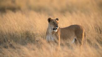 Lioness in Maasai Mara National Reserve, Kenya (© Tandem Stock/Adobe Stock)