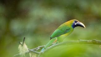 Blue-throated toucanet, Los Quetzales National Park, Costa Rica (© Oscar Dominguez/Tandem Stills + Motion)