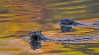 North American river otters swimming in Acadia National Park, Maine (© George Sanker/Minden Pictures)