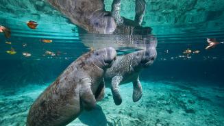 West Indian manatee mother and baby, Three Sisters Spring, Crystal River, Florida (© Karine Aigner/Tandem Stills + Motion)