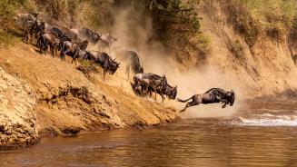Great wildebeest migration at Mara River, Kenya (© Ayzenstayn/Getty Images)