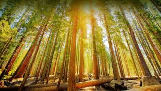 Mariposa Grove in Yosemite National Park, California (© Orbon Alija/Getty Images)