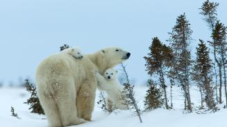 Polar bear mother and cubs, Churchill, Manitoba, Canada (© Thorsten Milse/Getty Images)