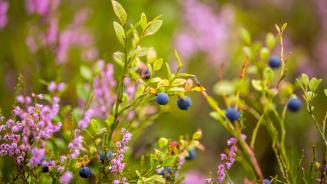 Blueberries growing in the wild (© Baac3nes/Getty Images)