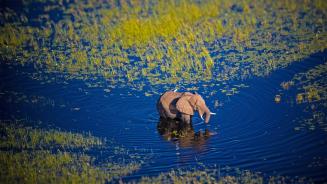 Elephant walking in the Okavango River, Botswana (© Markus Pavlowsky/Getty Images)