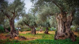 Olive orchard in the Serra de Tramuntana, Mallorca, Balearic Islands, Spain (© cinoby/Getty Images)