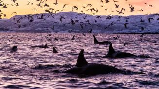 Killer whales in the waters off Spildra, Norway (© Alex Mustard/Minden Pictures)