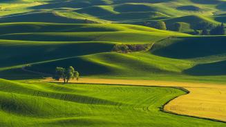 Rolling hills of the Palouse, Washington, United States (© svetlana57/Getty Images)