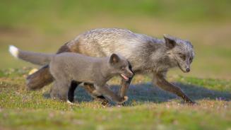 Red fox father and kit, Washington (© Chase Dekker/Minden Pictures)