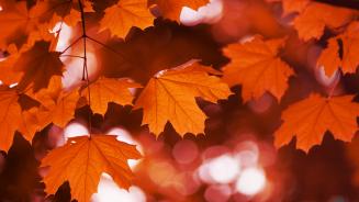Red maple in fall, Canada (© LiuSol/Getty Images)