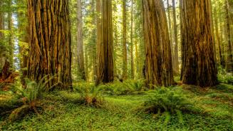 Grove of redwoods in Redwood National and State Parks, California, United States (© Bob Pool/Getty Images)