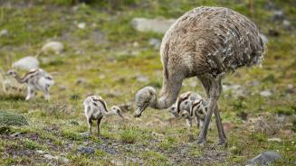 Lesser rhea adult male with chicks, Torres del Paine National Park, Patagonia, Chile (© Ignacio Yufera/Minden Pictures)