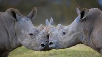 Male white rhinoceroses, Lake Nakuru, Kenya (© Ingo Arndt/Minden Pictures)