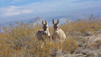 Donkeys in a valley near Rhyolite, Nevada, United States (© Moelyn Photos/Getty Images)