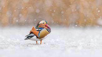 Mandarin duck, Richmond Park, London, England (© Oscar Dewhurst/Minden Pictures)