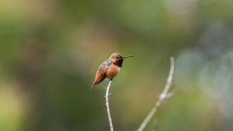 Rufous hummingbird, Golden Gate Park, San Francisco, California, United States (© jeremyborkat/Getty Images)