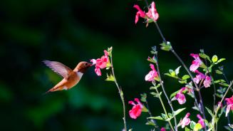 Rufous hummingbird, Salt Spring Island, British Columbia, Canada (© Dave Hutchison Photography/Getty Images)