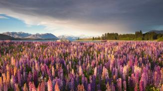 Russell lupines along Lake Tekapo, South Island, New Zealand (© Jeffrey Lewis/Tandem Stills + Motion)