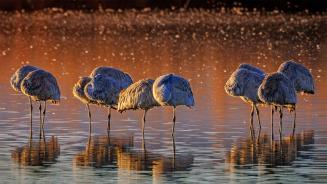 Sandhill cranes, Bosque del Apache National Wildlife Refuge, New Mexico (© Jay Goodrich/Tandem Stills + Motion)