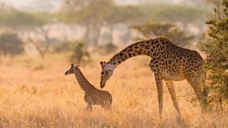 Masai giraffe mother grooming her calf in the Serengeti, Tanzania (© Alberto Cassani/Getty Images)