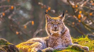 Eurasian lynx, Siberia (© Mario Plechaty Photograph/Shutterstock)