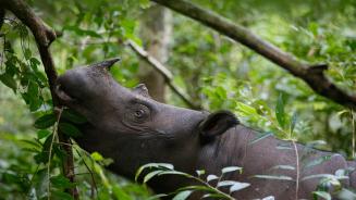 Sumatran rhinoceros (Dicerorhinus sumatrensis) female eating leaves, Way Kambas National Park, Sumatra, Indonesia (© Cyril Ruoso/Minden Pictures)