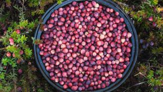 A bowl full of cranberries, Ontario, Canada (© plainpicture/Design Pics/Julie DeRoche)