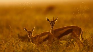 Thomson's gazelle mother and fawn, Maasai Mara, Kenya (© Gallo Images/DanitaDelimont.com)