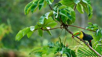 Keel-billed toucan in Costa Rica (© Juan Carlos Vindas/Getty Images)