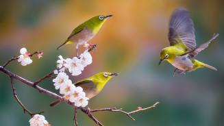 Silvereyes on a cherry blossom branch, South Korea (© TigerSeo/Getty Images)