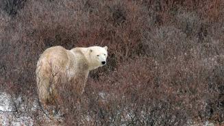 Polar bear in Churchill, Manitoba (© karen crewe/Getty Images)