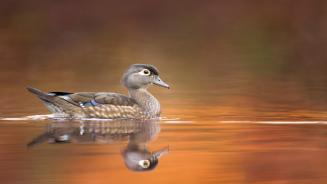 Wood duck hen, United States (© ps50ace/iStock/Getty Images)
