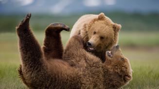 Grizzly bears wrestling, Katmai National Park and Preserve, Alaska, United States (© Cavan Images/Adobe Stock)