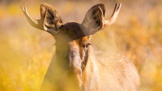 A young bull moose in Denali National Park, Alaska, United States (© Grant Ordelheide/TANDEM Stills + Motion)