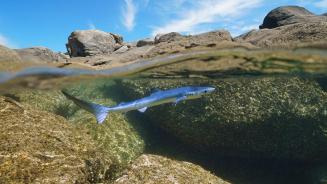 Young blue shark swimming off the coast of Galicia, Spain (© Damocean/Getty Images)