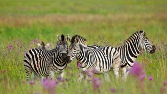 Burchell's zebras, Rietvlei Nature Reserve, South Africa (© Richard Du Toit/Minden Pictures)