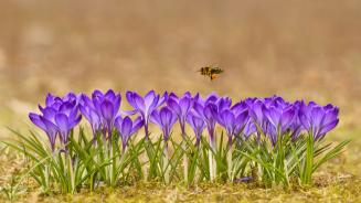 Honigbiene im Anflug auf Krokusblüten, Tatra, Polen (© MirekKijewski/Getty Images)