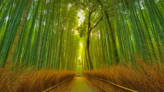 Fußweg im Bambuswald von Arashiyama, Kyoto, Japan (© Razvan Ciuca/Getty Images)
