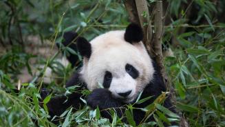 Großer Panda nascht Bambus, Chengdu, China (© Suzi Eszterhas/Minden Pictures)