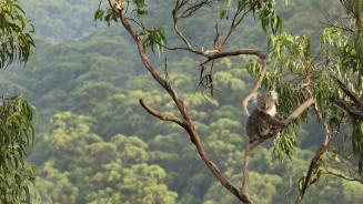 Koala in einem Eukalyptusbaum, Great-Otway-Nationalpark, Australien (© Jamie Lamb - elusive-images.co.uk/Getty Images)