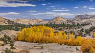 Baumwollbäume im Grand Staircase-Escalante National Monument, Utah, USA (© Jeff Foott/Minden Pictures)