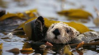 Seeotter in einem Seetangbett schwimmend im Alaska Maritime National Wildlife Refuge, USA (© Gerry Ellis/Minden Pictures)(© Gerry Ellis/Minden Pictures)