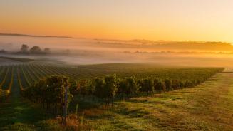 Sonnenaufgang über den Weinbergen in Médoc, Frankreich (© Esperanza33/Getty Images)
