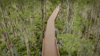 Bäume mit Spanischem Moos über der Uferpromenade im Okefenokee-Sumpf, Georgia, USA  (© Emmer Photo/Alamy)