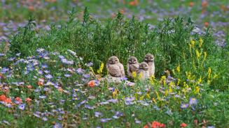 Kaninchenkauzküken, Pawnee National Grassland, Colorado, USA (© Roberta Olenick/Alamy)