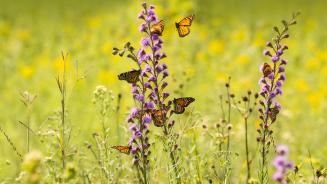 Monarchfalter bei der Nahrungssuche an Blaustern-Wildblumen (© bookguy/Getty Images)