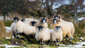Scottish Blackface-Schaf, Aberdeenshire, Schottland (© Mike Powles/Getty Images)