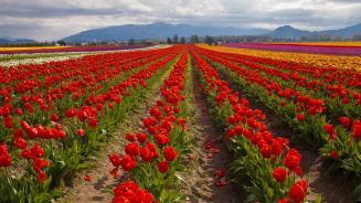 Tulpenfelder im Frühling, Skagit Valley, Washington, USA (© Claudia Cooper/Getty Images)