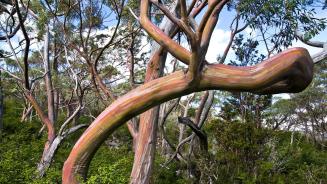Tasmanischer Schnee-Eukalyptus (Eucalyptus pauciflora), Mount-Field-Nationalpark, Tasmanien, Australien (© Ignacio Palacios/Getty Images)